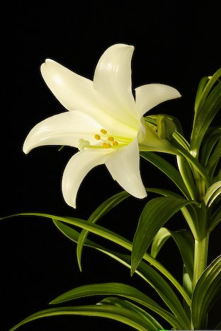 Image gallary 5: lily flower